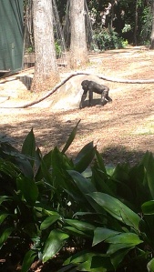 The baby gorilla at the Atlanta Zoo