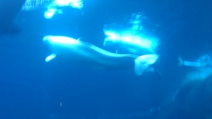 Beluga Whales at the Atlanta Aquarium